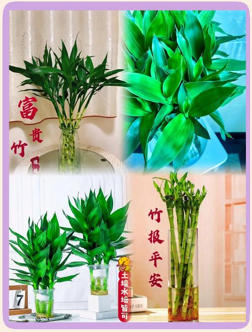 富贵竹能放卧室吗?富贵竹的摆放最佳位置?-第2张图片-优品飞百科 富贵竹能放卧室吗?富贵竹的摆放最佳位置?-第2张图片-优品飞百科