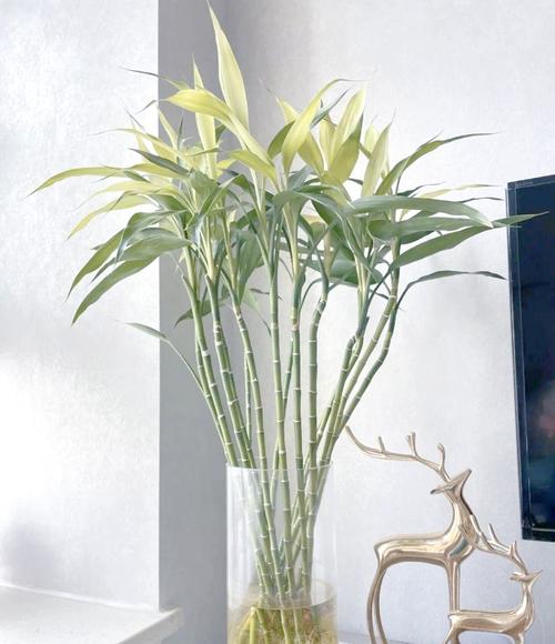 富贵竹能放卧室吗?富贵竹的摆放最佳位置?-第3张图片-优品飞百科 富贵竹能放卧室吗?富贵竹的摆放最佳位置?-第3张图片-优品飞百科