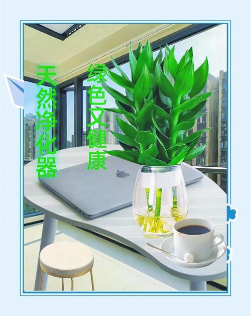 富贵竹能放卧室吗?富贵竹的摆放最佳位置?-第4张图片-优品飞百科 富贵竹能放卧室吗?富贵竹的摆放最佳位置?-第4张图片-优品飞百科