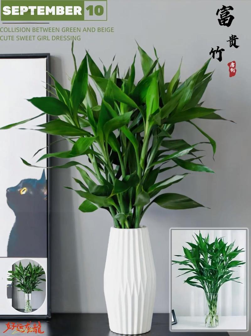 富贵竹能放卧室吗?富贵竹的摆放最佳位置?-第5张图片-优品飞百科 富贵竹能放卧室吗?富贵竹的摆放最佳位置?-第5张图片-优品飞百科