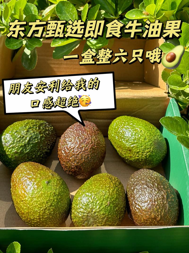 牛油果有几个品种,牛油果不同品种的区别,牛油果哪个好?-第4张图片-优品飞百科 牛油果有几个品种,牛油果不同品种的区别,牛油果哪个好?-第4张图片-优品飞百科