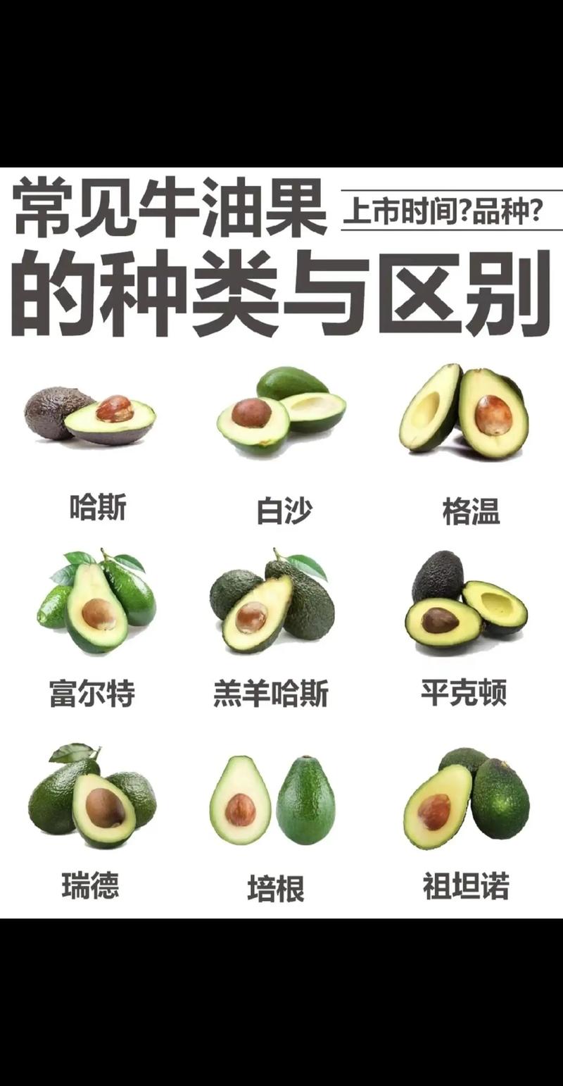 牛油果有几个品种,牛油果不同品种的区别,牛油果哪个好?-第7张图片-优品飞百科 牛油果有几个品种,牛油果不同品种的区别,牛油果哪个好?-第7张图片-优品飞百科