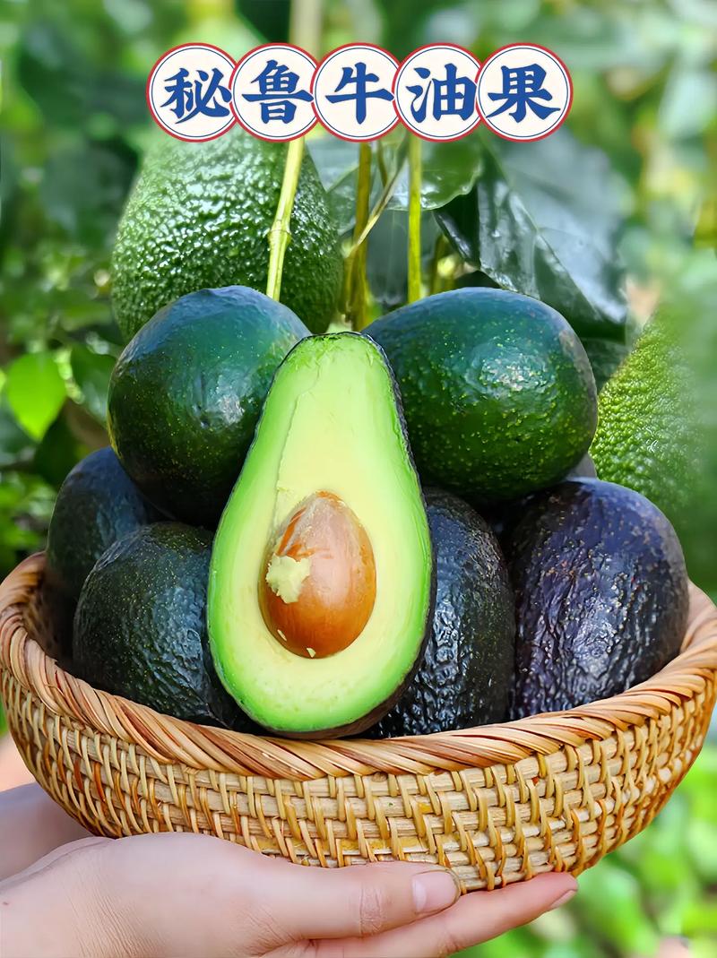 牛油果有几个品种,牛油果不同品种的区别,牛油果哪个好?-第8张图片-优品飞百科 牛油果有几个品种,牛油果不同品种的区别,牛油果哪个好?-第8张图片-优品飞百科
