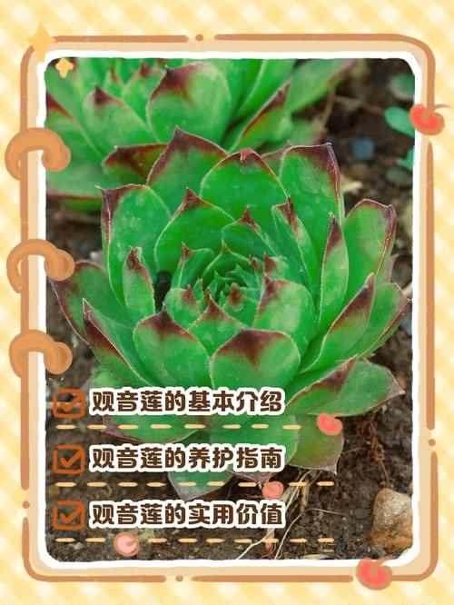 观音莲有毒吗，小仙女观音莲有毒吗？-第1张图片-优品飞百科