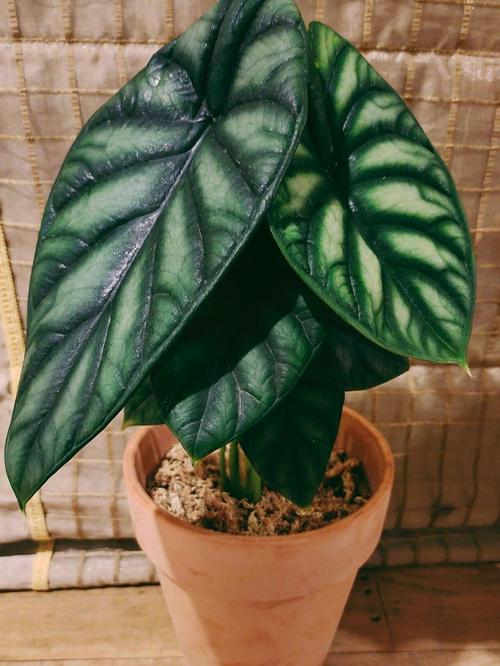 观音莲有毒吗，小仙女观音莲有毒吗？-第2张图片-优品飞百科