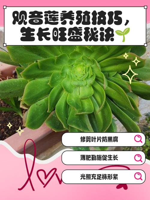 观音莲有毒吗，小仙女观音莲有毒吗？-第3张图片-优品飞百科