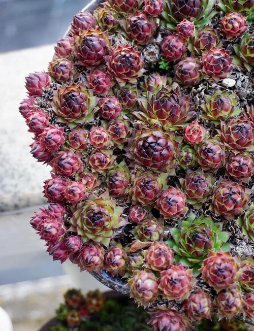 观音莲有毒吗，小仙女观音莲有毒吗？-第4张图片-优品飞百科