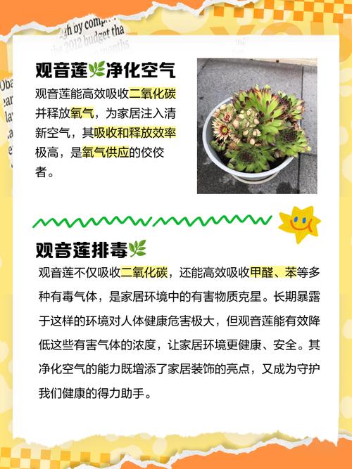 观音莲有毒吗，小仙女观音莲有毒吗？-第5张图片-优品飞百科