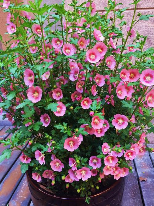 观音莲有毒吗，小仙女观音莲有毒吗？-第6张图片-优品飞百科