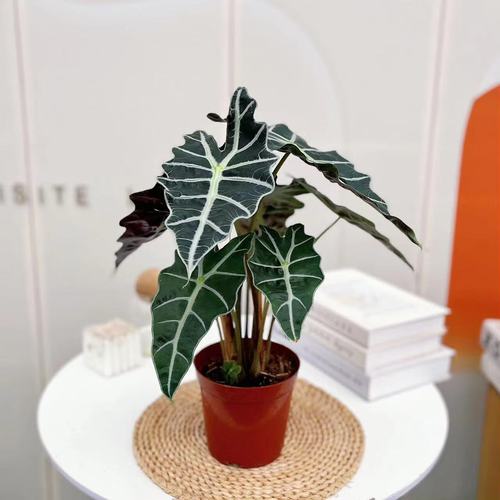 观音莲有毒吗，小仙女观音莲有毒吗？-第7张图片-优品飞百科