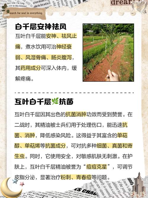 白千层的功效与作用？白千层皮的功效与作用？-第4张图片-优品飞百科