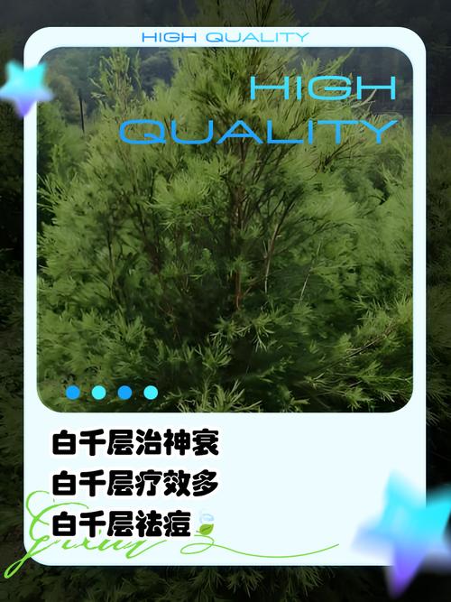 白千层的功效与作用？白千层皮的功效与作用？-第5张图片-优品飞百科