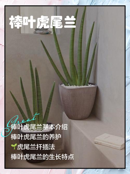 棒叶虎尾兰的养殖方法和注意事项？棒叶虎尾兰小苗怎么养成直的？