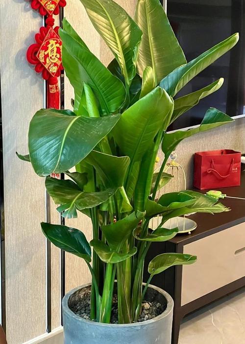 棒叶虎尾兰的养殖方法和注意事项?棒叶虎尾兰小苗怎么养成直的?-第2张图片-优品飞百科 棒叶虎尾兰的养殖方法和注意事项?棒叶虎尾兰小苗怎么养成直的?-第2张图片-优品飞百科