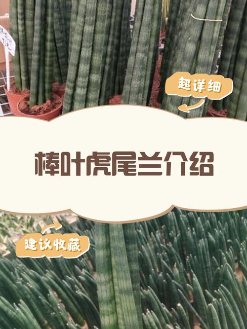 棒叶虎尾兰的养殖方法和注意事项?棒叶虎尾兰小苗怎么养成直的?-第3张图片-优品飞百科 棒叶虎尾兰的养殖方法和注意事项?棒叶虎尾兰小苗怎么养成直的?-第3张图片-优品飞百科