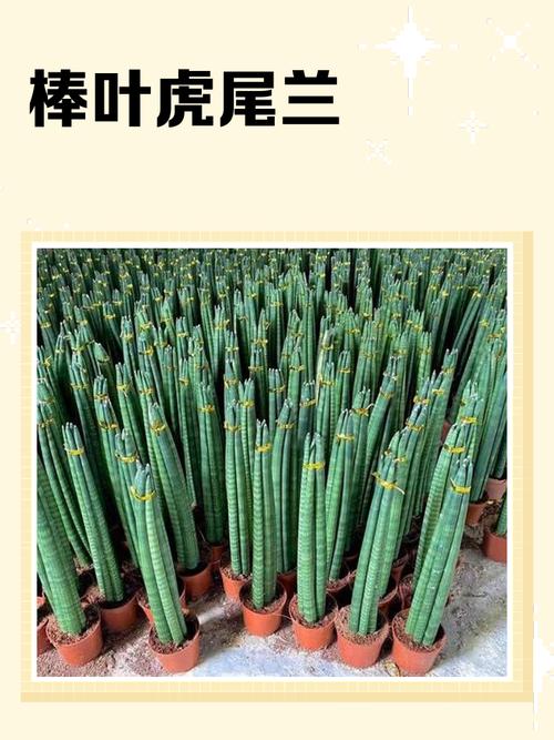 棒叶虎尾兰的养殖方法和注意事项?棒叶虎尾兰小苗怎么养成直的?-第4张图片-优品飞百科 棒叶虎尾兰的养殖方法和注意事项?棒叶虎尾兰小苗怎么养成直的?-第4张图片-优品飞百科