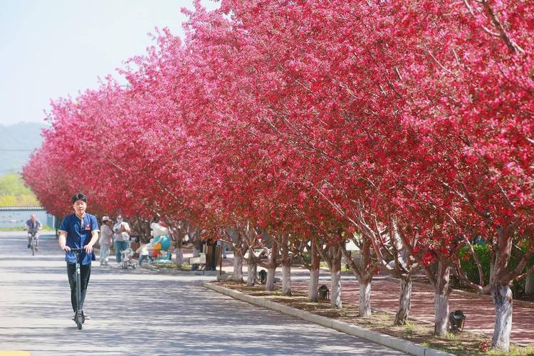 齐齐哈尔适合养什么花，市花和市树是什么，齐齐哈尔赏花的地方