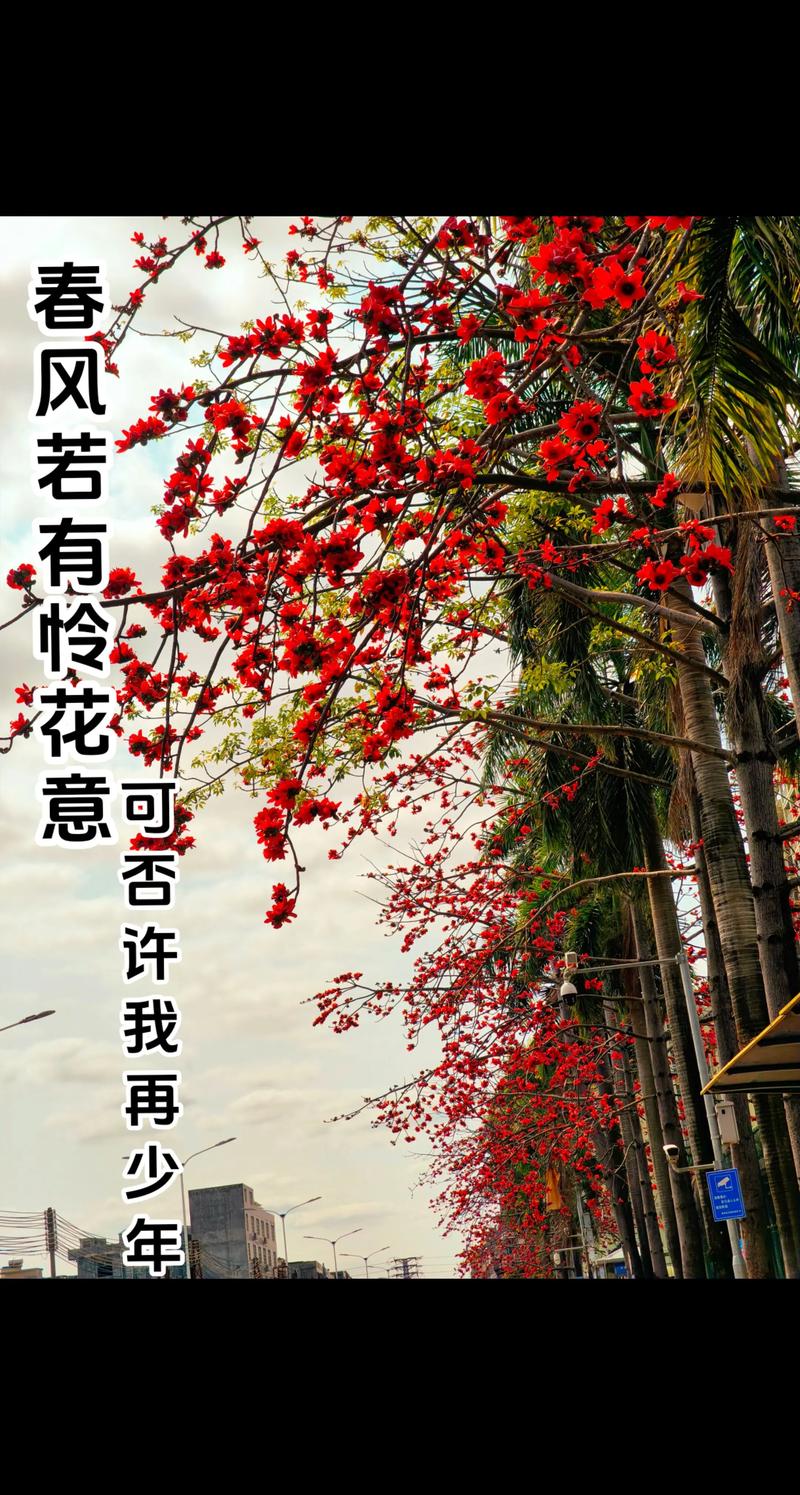 齐齐哈尔适合养什么花，市花和市树是什么，齐齐哈尔赏花的地方-第2张图片-优品飞百科