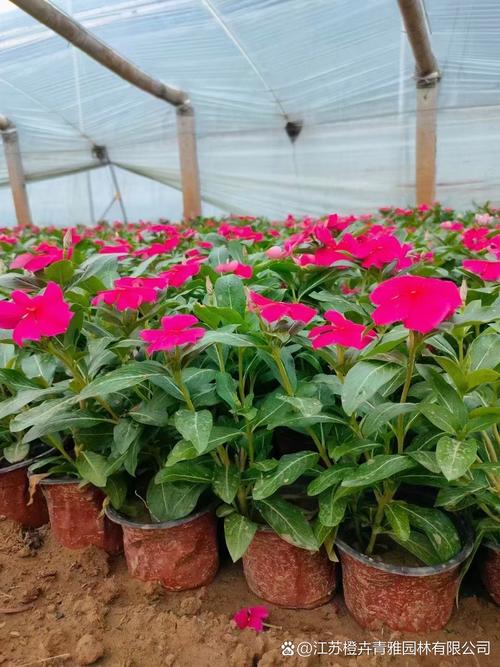 齐齐哈尔适合养什么花，市花和市树是什么，齐齐哈尔赏花的地方-第3张图片-优品飞百科