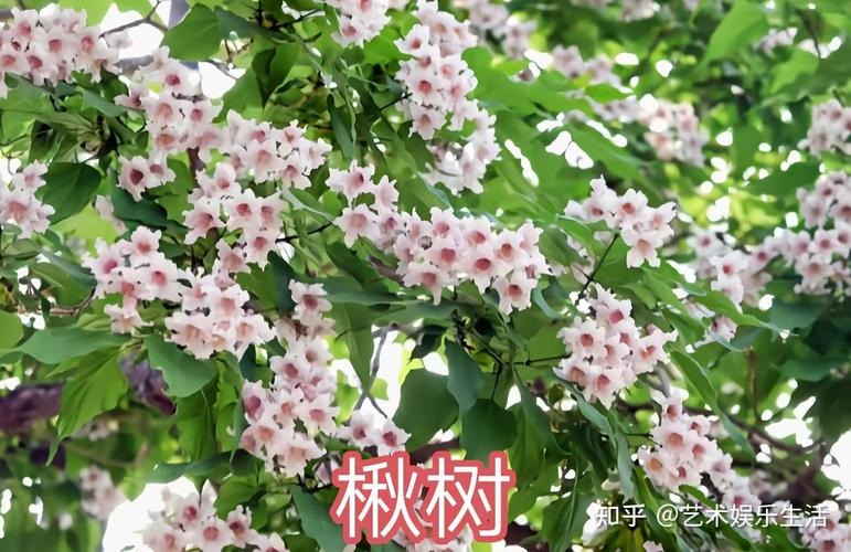 齐齐哈尔适合养什么花，市花和市树是什么，齐齐哈尔赏花的地方-第4张图片-优品飞百科