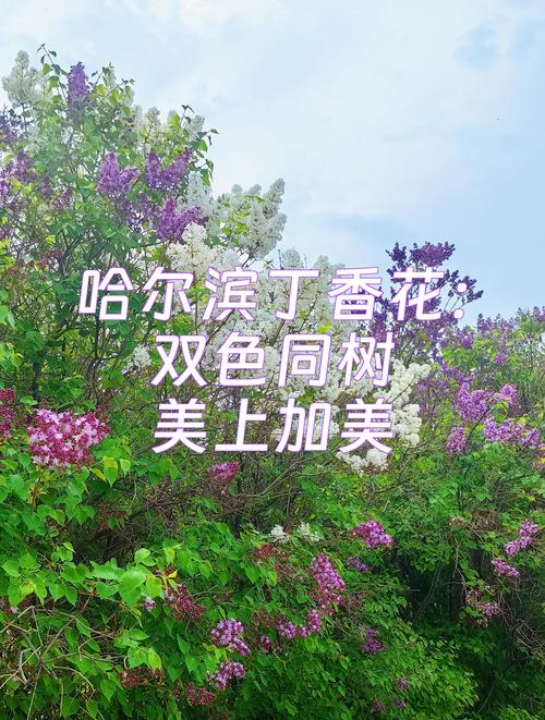 齐齐哈尔适合养什么花，市花和市树是什么，齐齐哈尔赏花的地方-第5张图片-优品飞百科