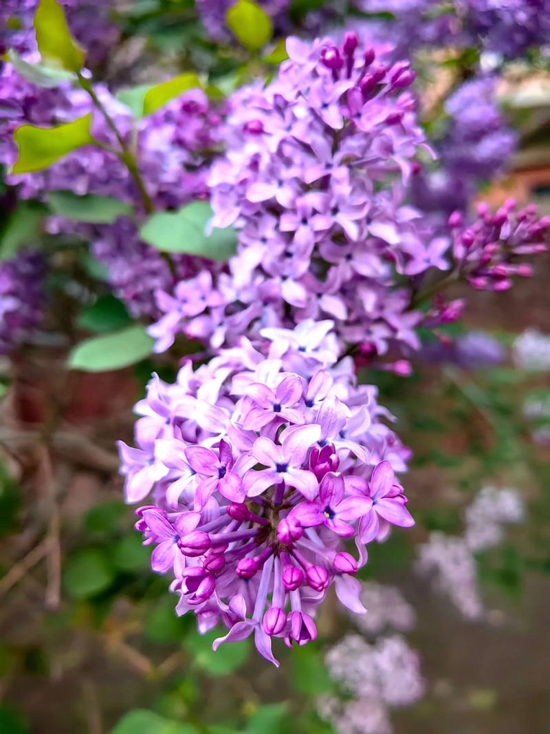 齐齐哈尔适合养什么花，市花和市树是什么，齐齐哈尔赏花的地方-第6张图片-优品飞百科