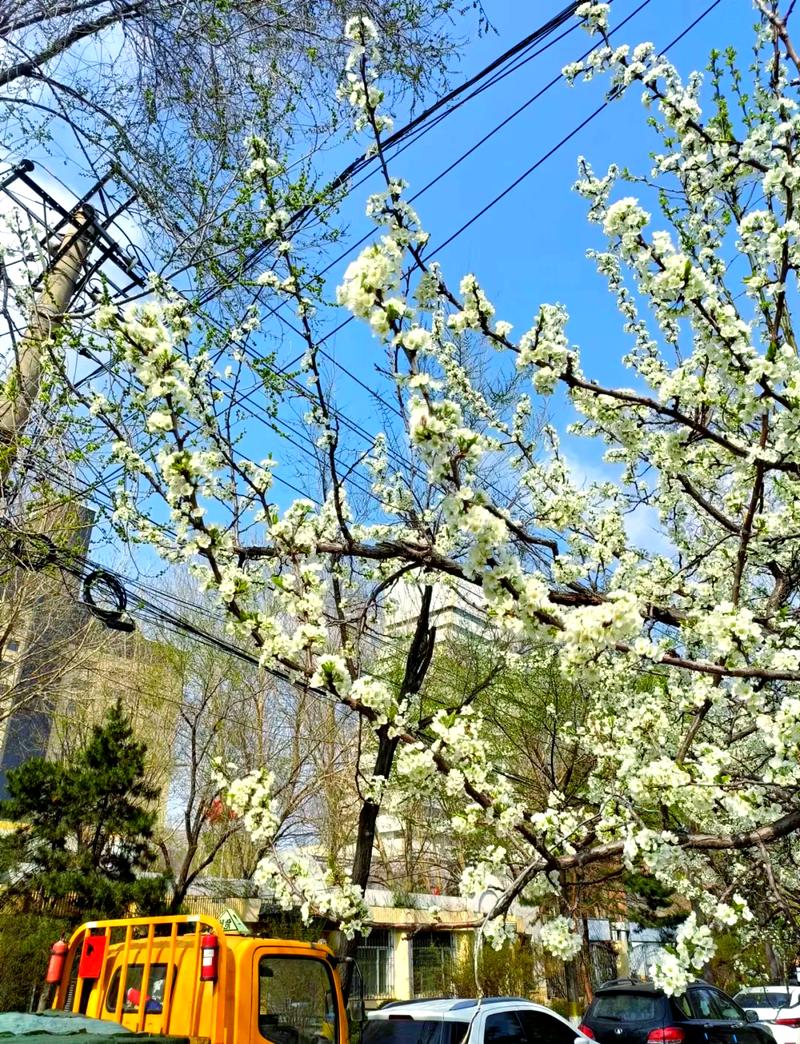 齐齐哈尔适合养什么花，市花和市树是什么，齐齐哈尔赏花的地方-第8张图片-优品飞百科