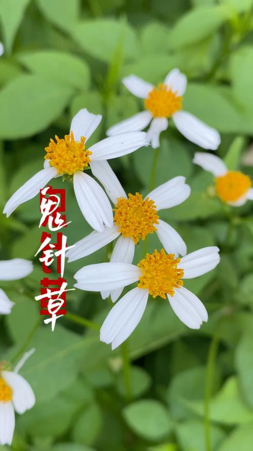 鬼针草的功能和作用，鬼针草的功效与作用点用-第2张图片-优品飞百科