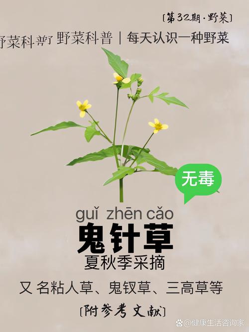 鬼针草的功能和作用，鬼针草的功效与作用点用-第4张图片-优品飞百科