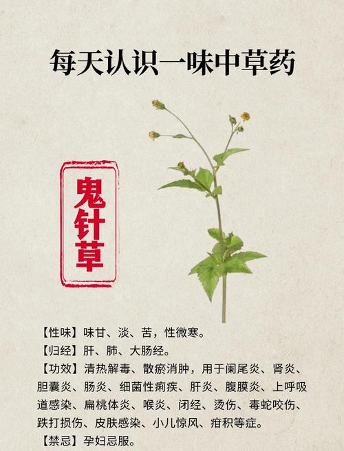 鬼针草的功能和作用，鬼针草的功效与作用点用-第5张图片-优品飞百科