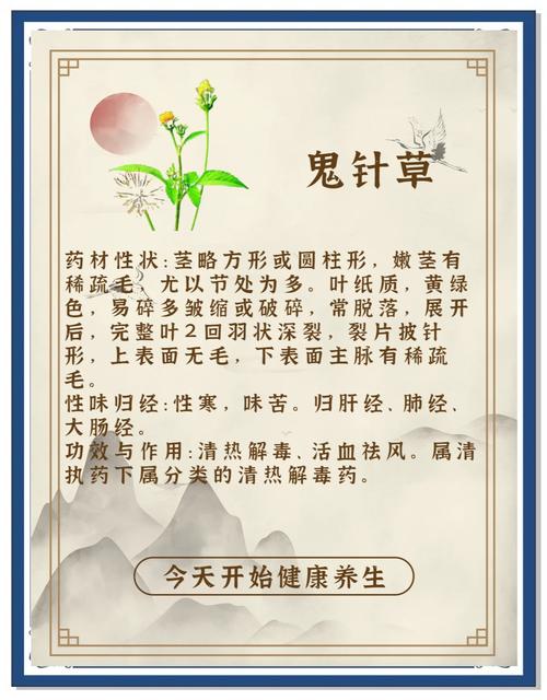 鬼针草的功能和作用，鬼针草的功效与作用点用-第6张图片-优品飞百科