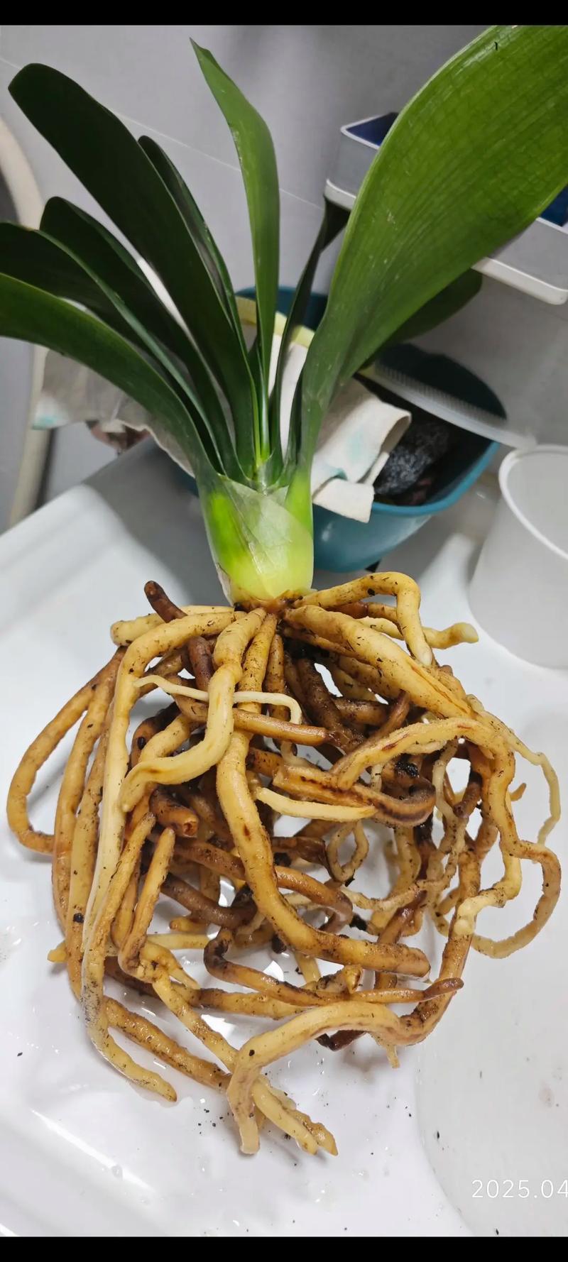 君子兰换盆时间，换盆根多怎么处理，君子兰换盆根太多怎么办-第1张图片-优品飞百科