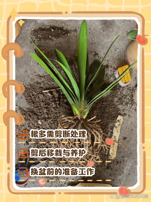 君子兰换盆时间，换盆根多怎么处理，君子兰换盆根太多怎么办-第3张图片-优品飞百科