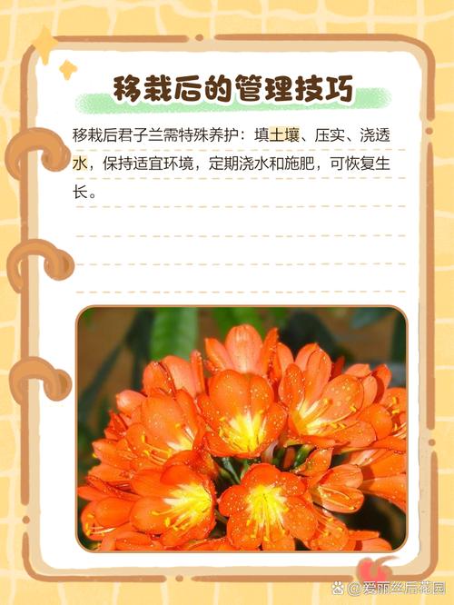 君子兰换盆时间，换盆根多怎么处理，君子兰换盆根太多怎么办-第4张图片-优品飞百科