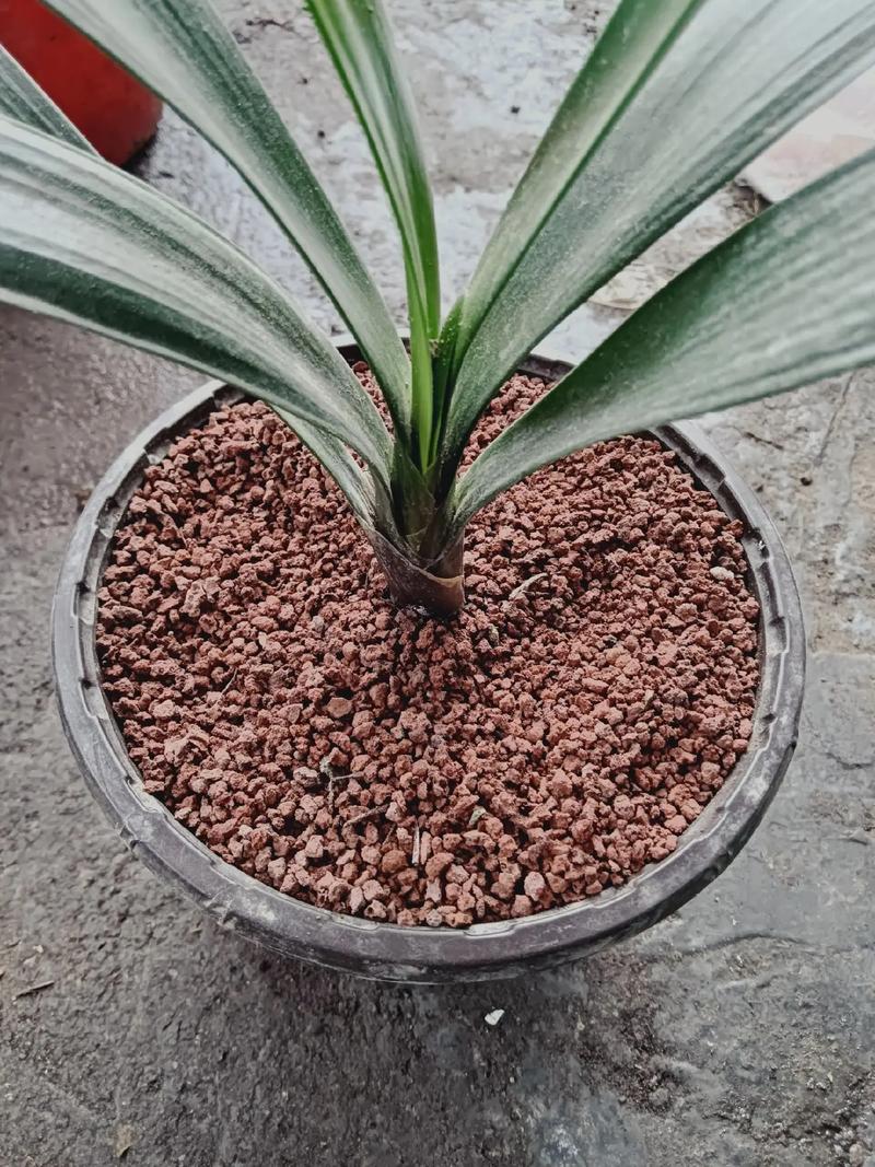 君子兰换盆时间，换盆根多怎么处理，君子兰换盆根太多怎么办-第5张图片-优品飞百科