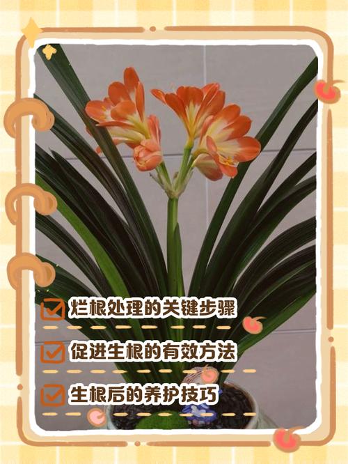 君子兰换盆时间，换盆根多怎么处理，君子兰换盆根太多怎么办-第6张图片-优品飞百科