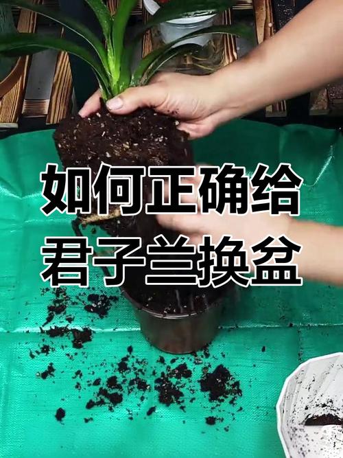 君子兰换盆时间，换盆根多怎么处理，君子兰换盆根太多怎么办-第7张图片-优品飞百科