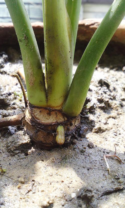 君子兰换盆时间，换盆根多怎么处理，君子兰换盆根太多怎么办-第8张图片-优品飞百科