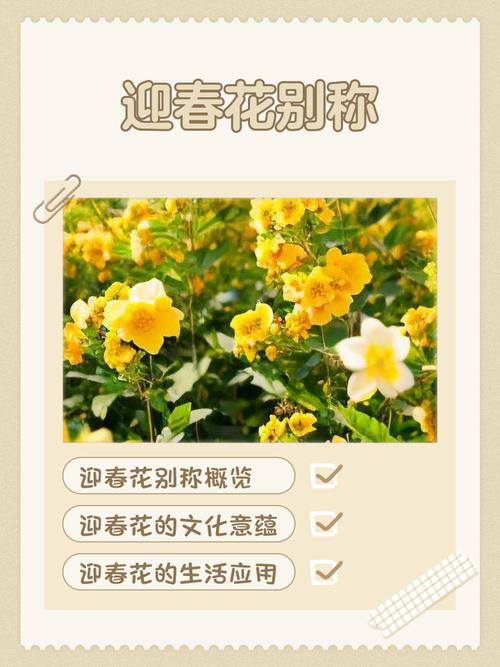迎春花花语和文化传说，迎春花花语及象征意义