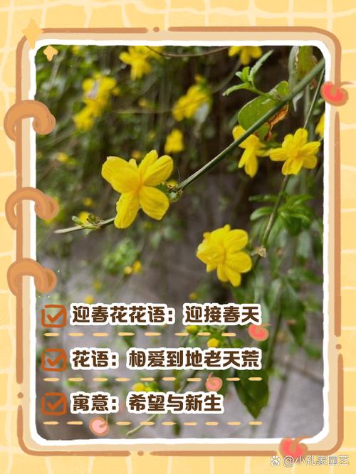 迎春花花语和文化传说，迎春花花语及象征意义-第2张图片-优品飞百科