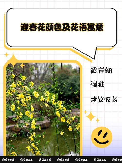 迎春花花语和文化传说，迎春花花语及象征意义-第3张图片-优品飞百科