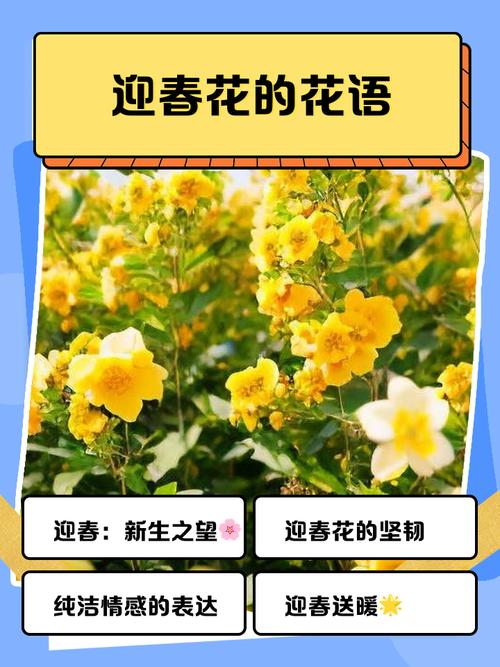 迎春花花语和文化传说，迎春花花语及象征意义-第4张图片-优品飞百科