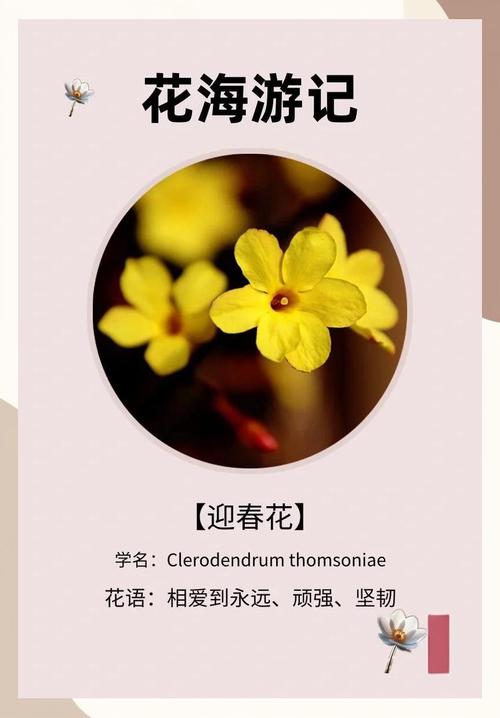 迎春花花语和文化传说，迎春花花语及象征意义-第5张图片-优品飞百科