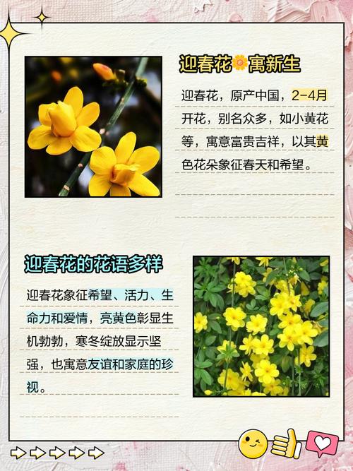 迎春花花语和文化传说，迎春花花语及象征意义-第6张图片-优品飞百科