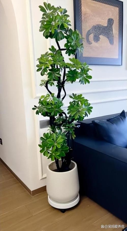 关于过节增“运势”，这“3种”转运花摆上，气氛喜洋洋！的信息