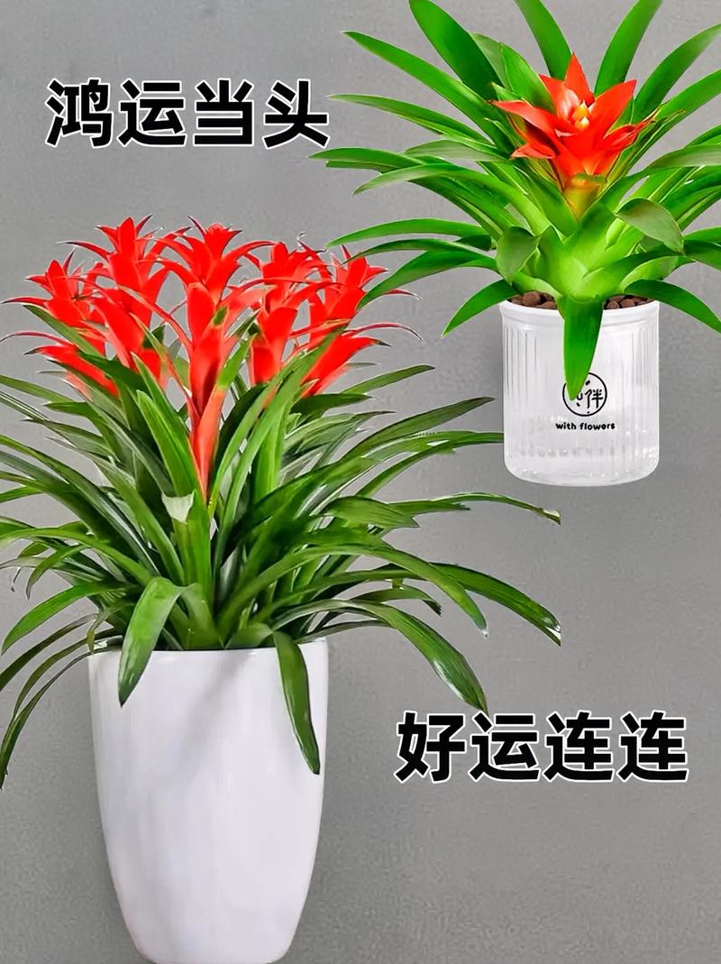 关于过节增“运势”，这“3种”转运花摆上，气氛喜洋洋！的信息-第3张图片-优品飞百科