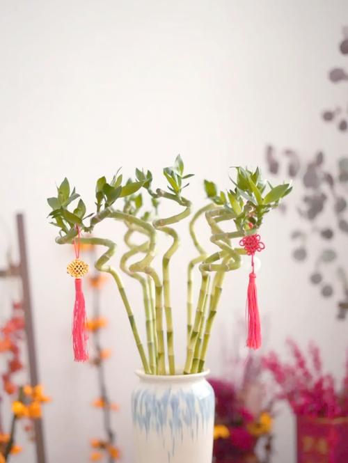 关于过节增“运势”，这“3种”转运花摆上，气氛喜洋洋！的信息-第5张图片-优品飞百科