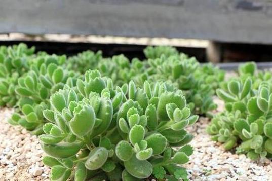 银波锦的养殖方法和注意事项，银波锦多肉怎么繁殖？-第1张图片-优品飞百科