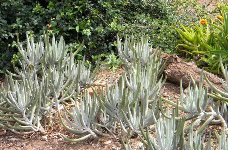 银波锦的养殖方法和注意事项，银波锦多肉怎么繁殖？-第2张图片-优品飞百科