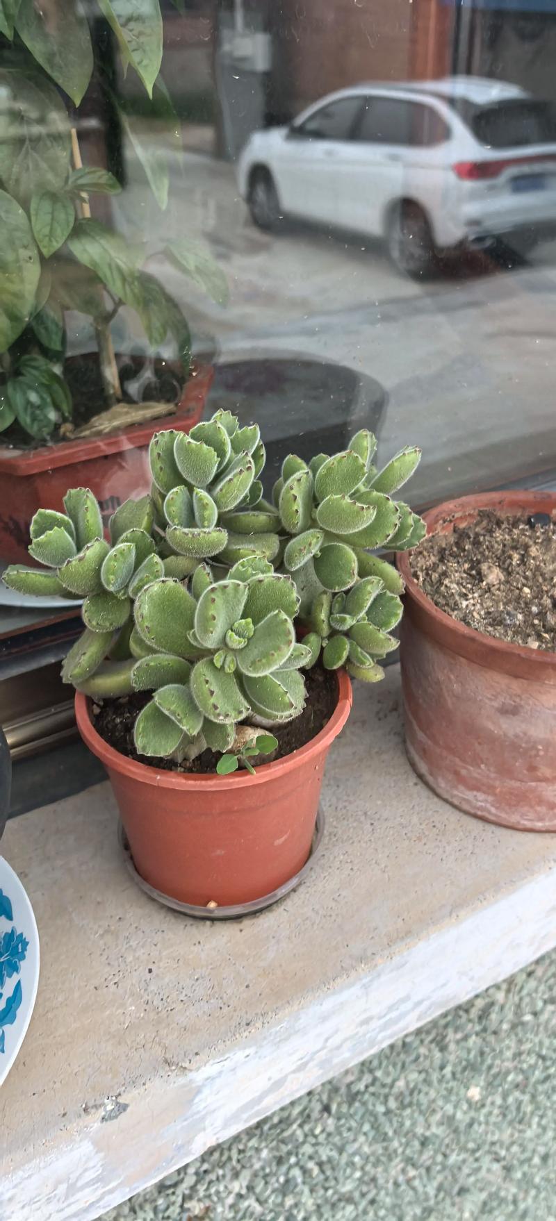 银波锦的养殖方法和注意事项，银波锦多肉怎么繁殖？-第3张图片-优品飞百科